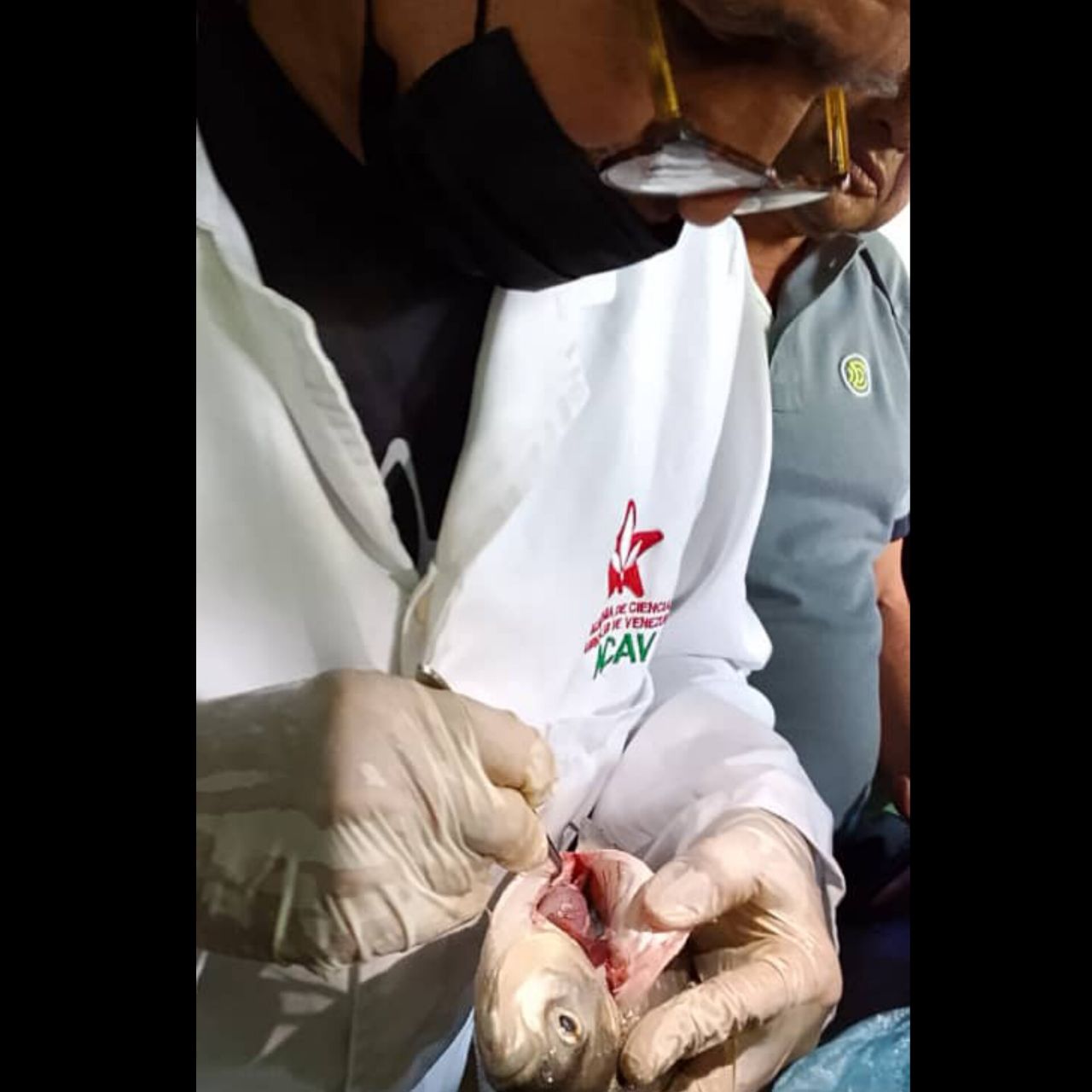 Productores de Barinas se forman en reproducción inducida de peces reofílicos