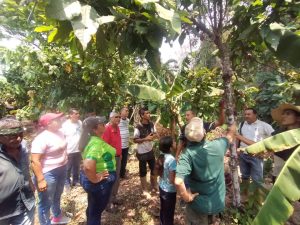 Mincyt fortalece capacidades científicas en mejoramiento genético del cacao en productores de Cruz Paredes.