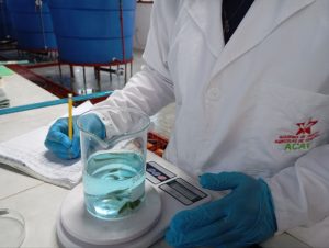 ACAV impulsa ensayo científico para optimizar la producción piscícola con biofermentos elaborados a partir de insumos regionales