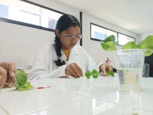ACAV impulsa la producción cafetalera con injertación hipocotiledonaria
