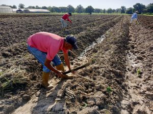 ACAV impulsa línea de investigación en raíces y tubérculos con el establecimiento de ensayo de yuca