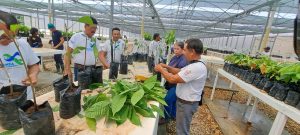 ACAV consolida el resguardo genético del cacao mediante técnicas avanzadas de reproducción asexual e injertación