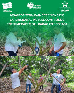 ACAV registra avances en ensayo experimental para el control de enfermedades del cacao en Pedraza