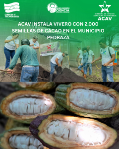 ACAV instala vivero con 2.000 semillas de cacao en el municipio Pedraza